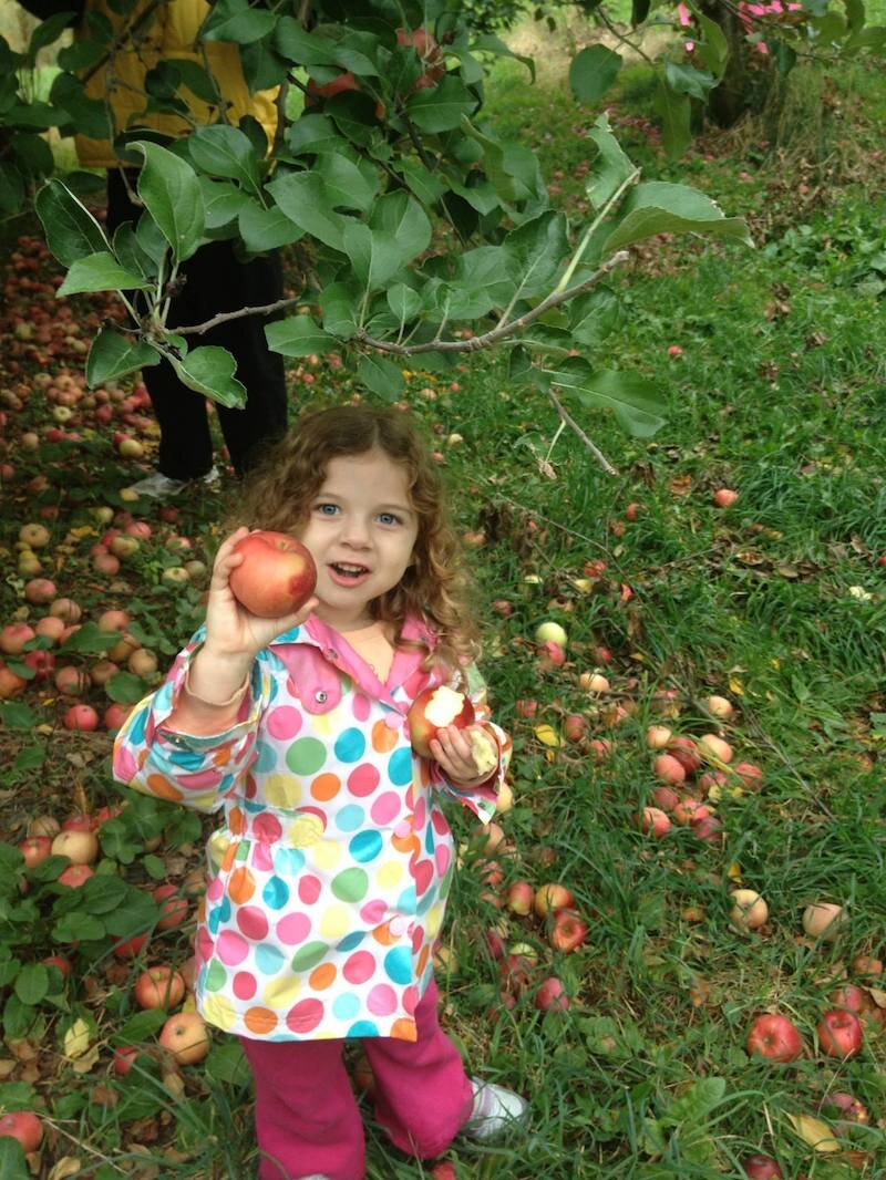 Finding an apple at Spirit Springs Farm, a 70-year-old orchard that features over 80 heirloom apple varieties.