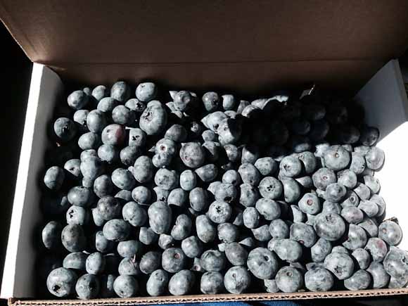 Ripe blueberries