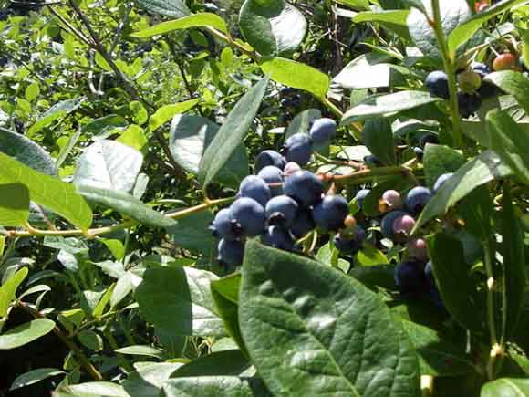 In the Blueberry Field