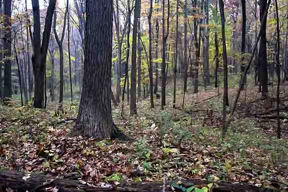 Health Road Tract