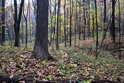 Health Road Tract