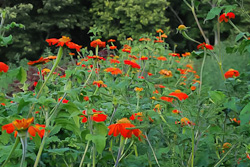 Bonamego Woods
