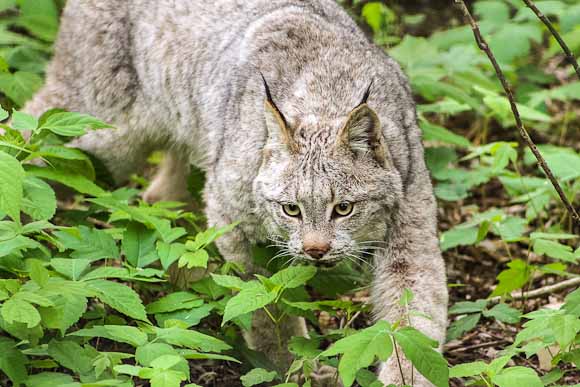 Canada lynx