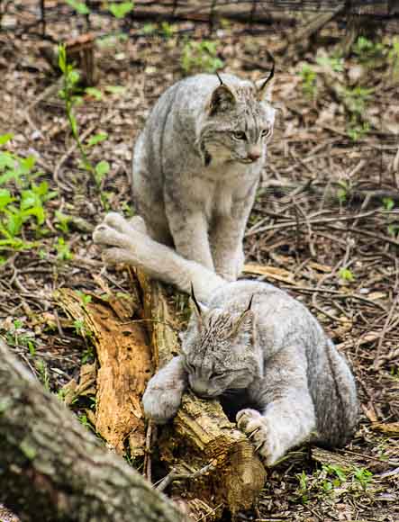 Canada lynx sisters Casey and Carla