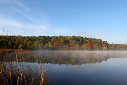 Community Forest