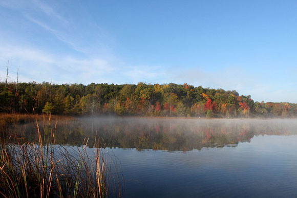 Community Forest