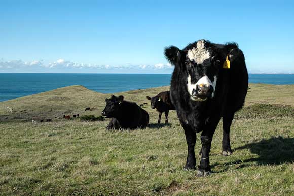 In the pasture