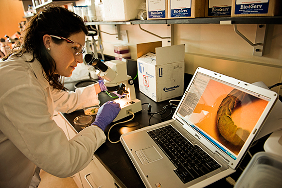 Alexandra Haase observes a tobacco hornworm under a microscope, with the image displayed on a laptop.