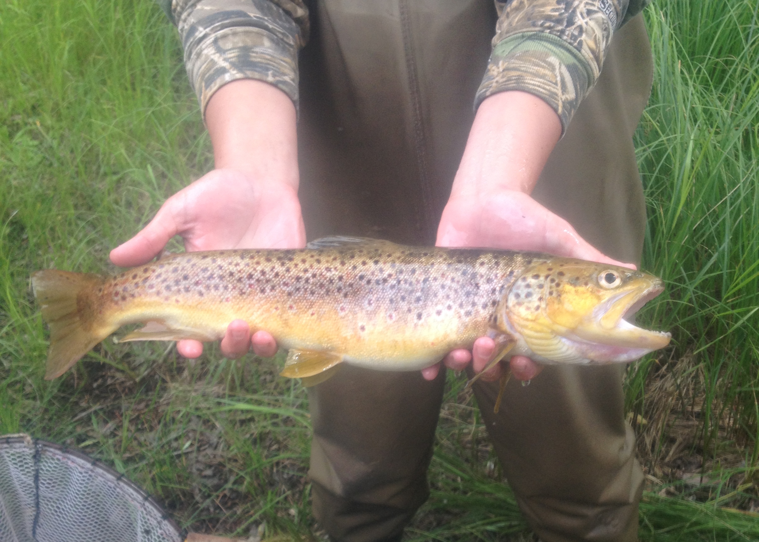 A brown trout caught in Michigan.
