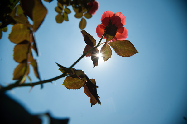 A sun lit rose at Walnut Hill Farm