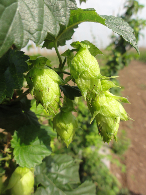 Hops grown at Hop Head Farms