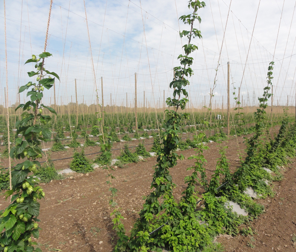 The huge field of hops grown at Hop Head Farms