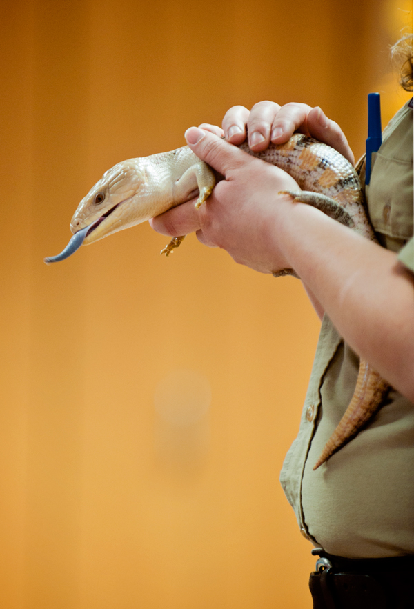 Binder Park Zoo’s Amanda Bailiff holds a Blue Tongued Skink at Knee High Naturalists.