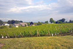 Paw Paw Grapes and Wheat Festival