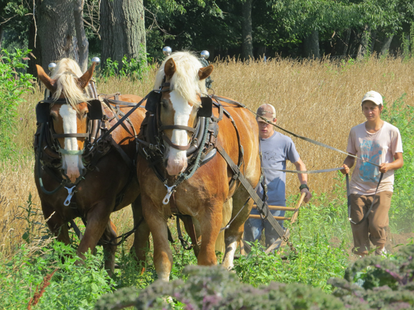 Gina Wertz, left, plows her fields with draft horses Prince and Bob.