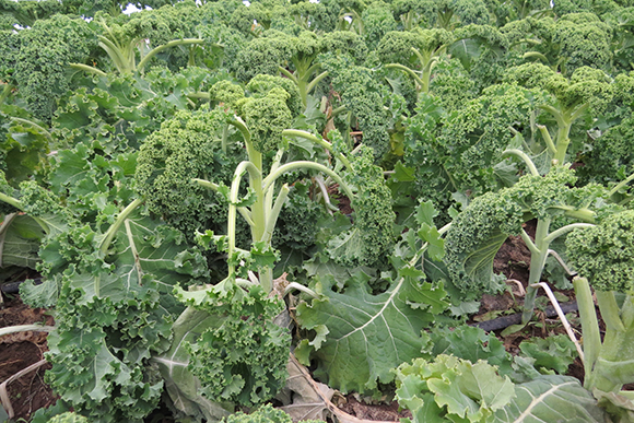 The Thompson’s Kale