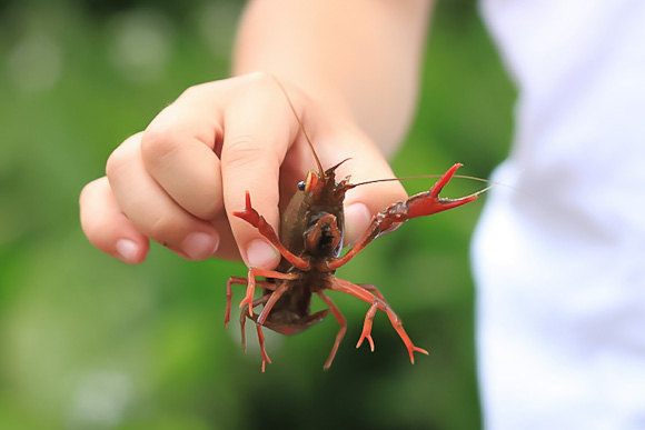 crayfish