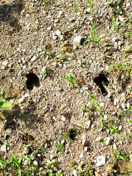 Deer Tracks