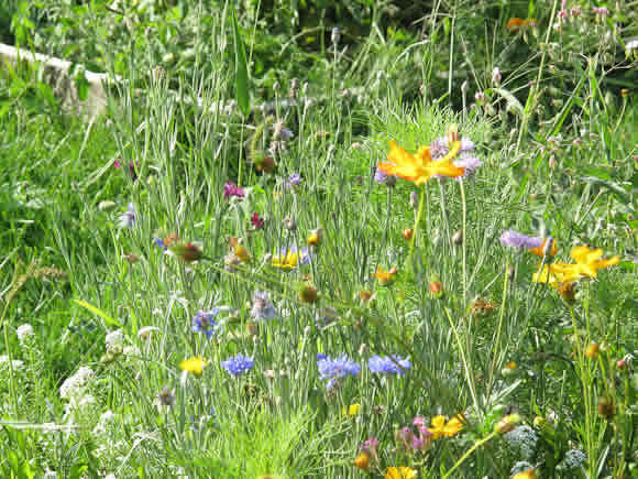 Meadow Flowers