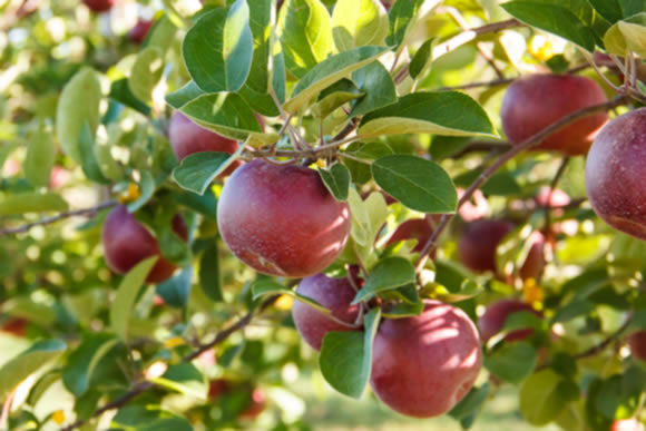 In the orchard