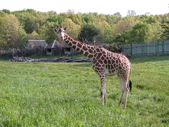 Reticulated Giraffe