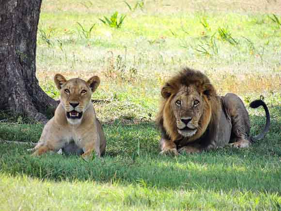 Zoo Lions