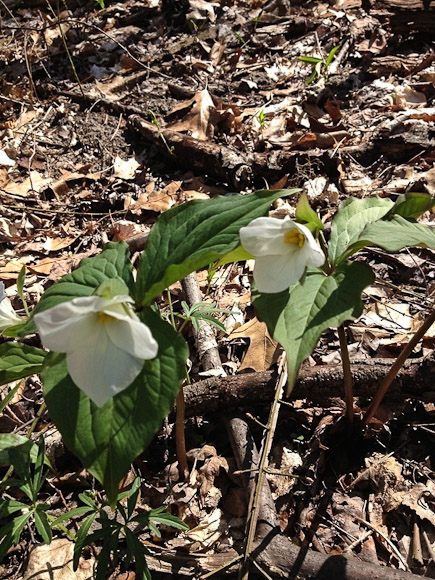 Trillium