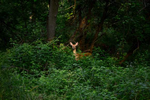 Portage Creek Bicentennial Trail