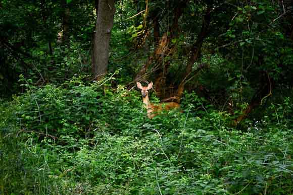 Portage Creek Bicentennial Trail