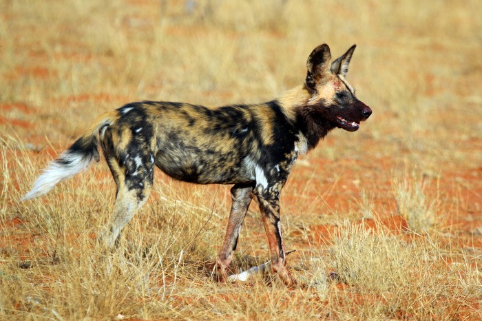 African Painted Dogs will be on exhibit at the Binder Park Zoo
