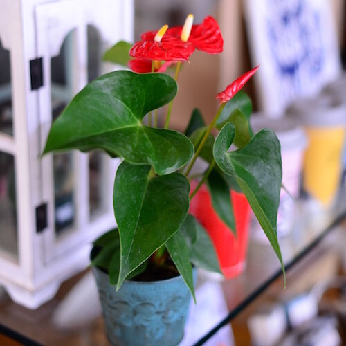 A potted plant on display in Plumeria.