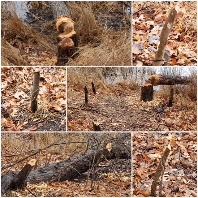 Beavers handiwork at Asylym Lake Preserve.