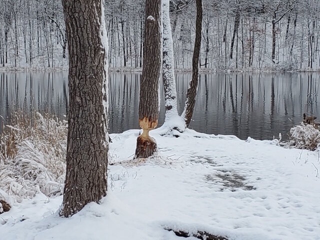 Observers watched as one tree after another was chomped down by they beavers.