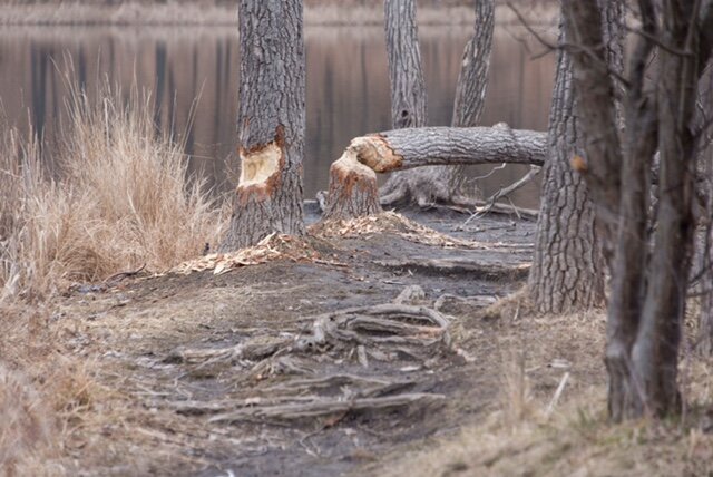 Beavers handiwork at Asylym Lake Preserve.