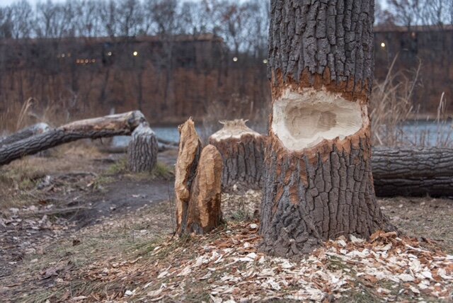 Beavers handiwork at Asylym Lake Preserve.