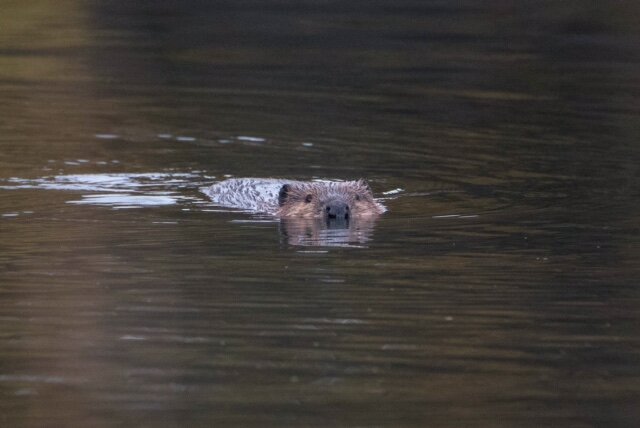 Sharon Koole observed two beavers swimming at Asylum Preserve. The animals are not often seen during the daytime.