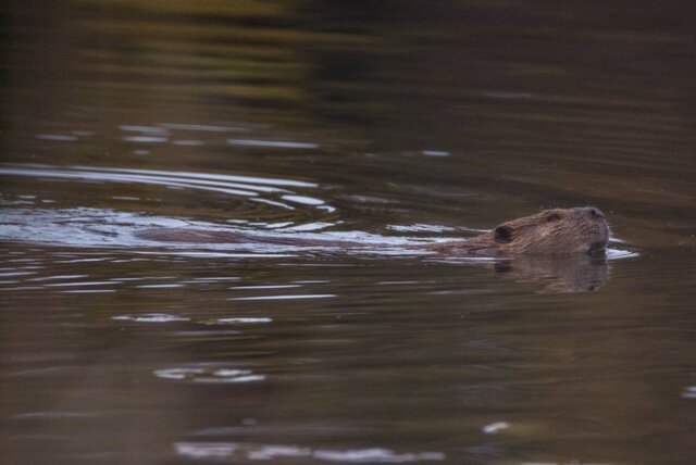Sharon Koole observed two beavers swimming at Asylum Preserve. The animals are not often seen during the daytime.