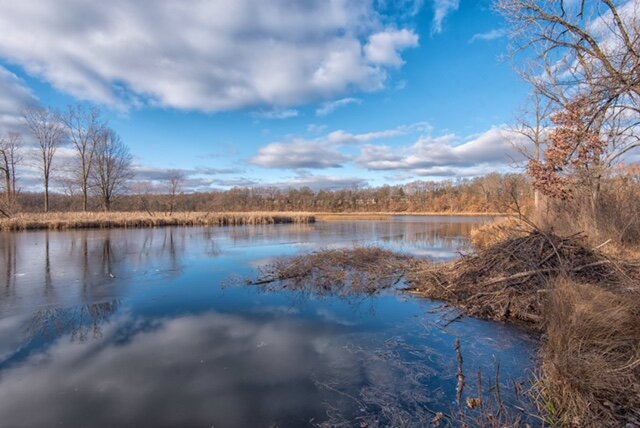 Blue sky over Asylum Lake Preserve.