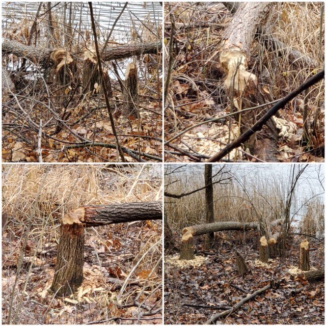 Capturing the beavers progress.