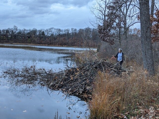 Lauri Holmes, co-chair of the Asylum Lake Preservation Association, checks out beaver activity along the lakeshore.