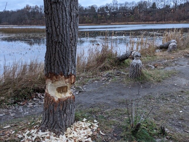 Beaver damage around Asylum Lake.
