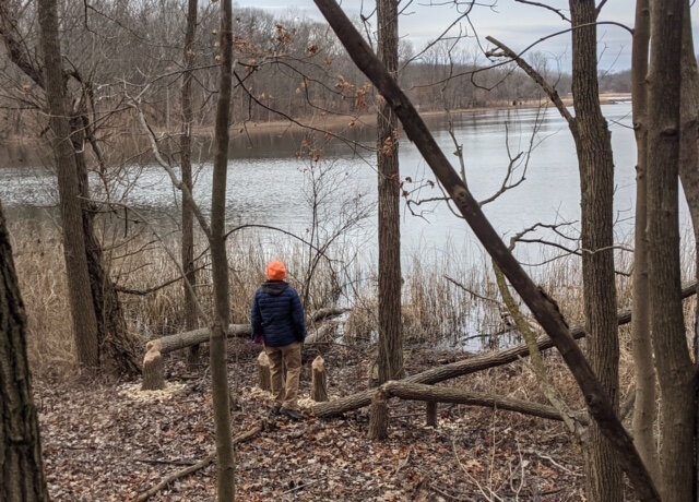 Lauri Holmes, co-chair of the Asylum Lake Preservation Association, checks out beaver activity along the lakeshore.