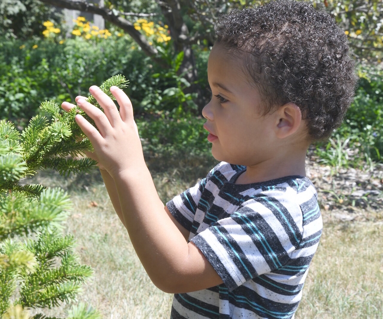 Greyson Hampton, 3, feels the needles of an evergreen tree at Leila Arboretum.