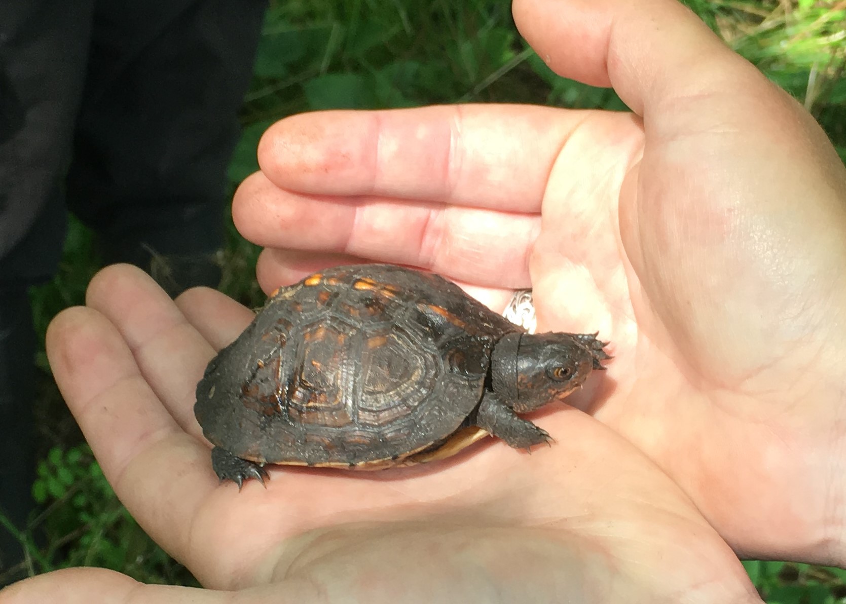 Finding baby turtles was important for those keeping track.