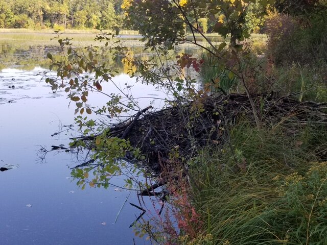 The beaver lodge in late summer