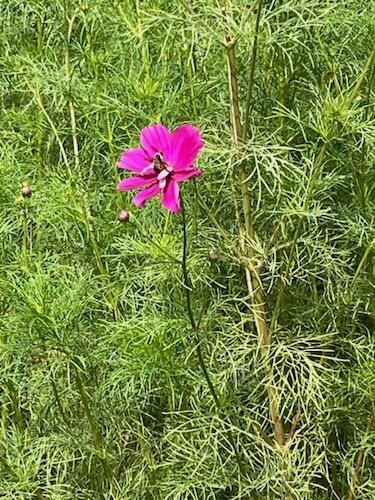 A bee alights on a flower at the ZEMR Family Farm.