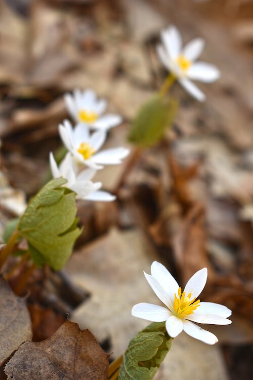 A  Bloodroot flowering at Black River Preserve.