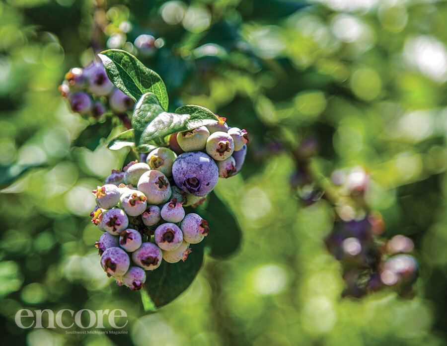 Organic blueberries growing at Mitchell’s Patch of Blue. 