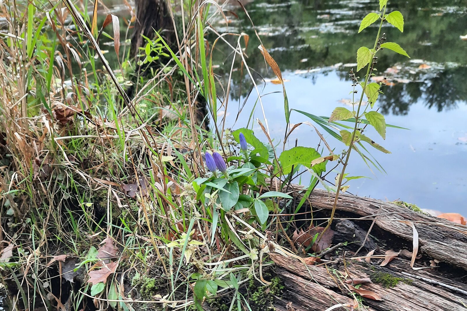 Bottle Gentians on a log at the Armintrout-Milbocker Nature Preserve, the latest piece of land preserved by the Southwest Michigan Land Conservancy.