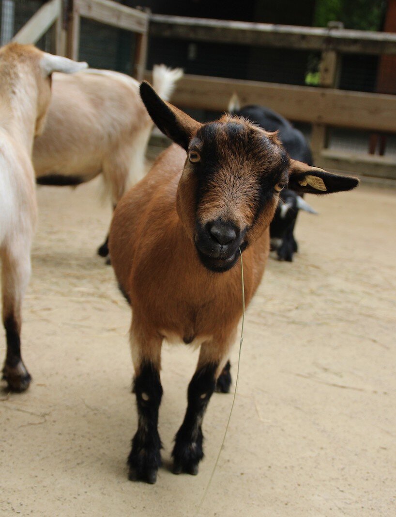 Goats at the Binder Park Zoo.